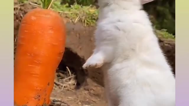 Cute rabbit eating 🥕😍😍😍