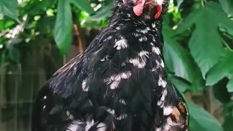 Friendly Rooster