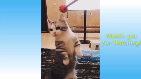 BEST Cute Pets And Funny Animals Compilation