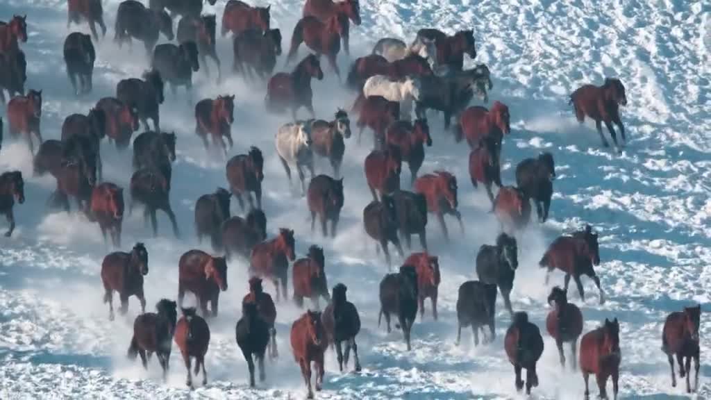 A horse farm in winter