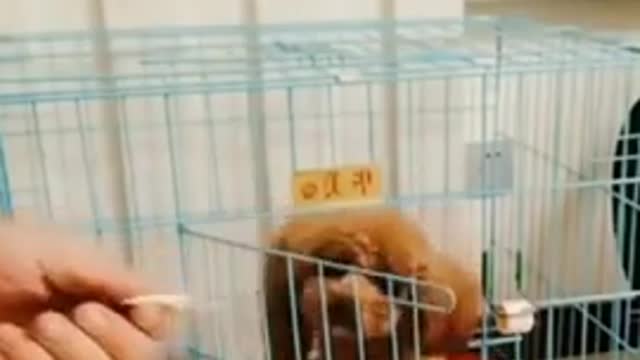 Hilarious and funny dog video