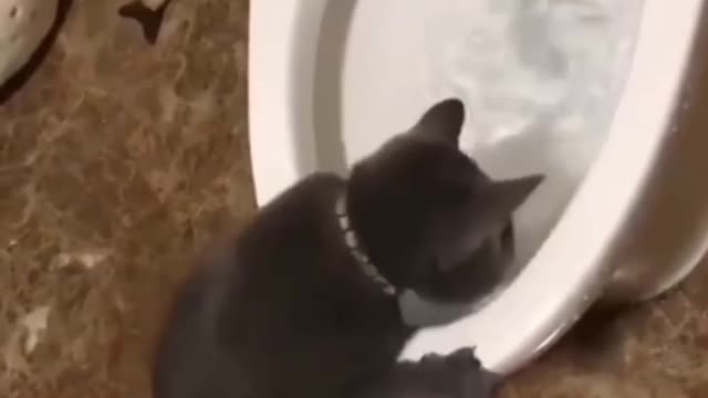 CAT REACTION POTTY TIME FUNNY MOMENTS