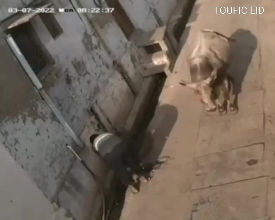 Watch the funny buffalo 😂