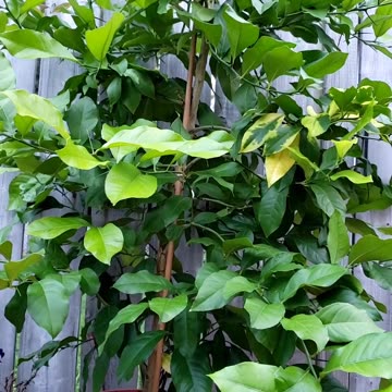Container Lemon Plant from Store Bought Lemon