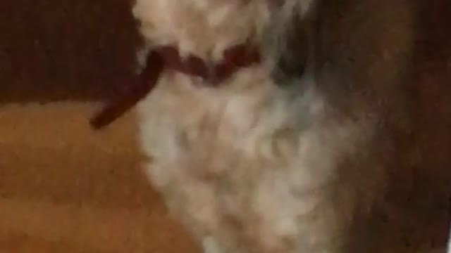 Dog sings along to happy birthday