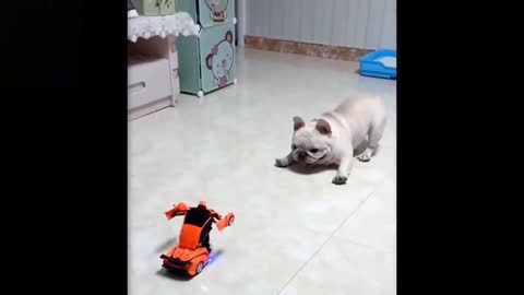 Dog Funny Clip (Car)