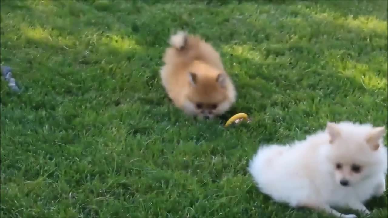 Fluffy Pomeranians Being CUTE // TRY NOT TO AWW!