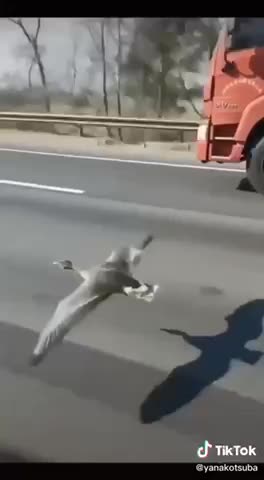 Even the bird joins the freedom convoy