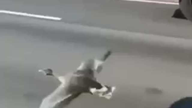 Even the bird joins the freedom convoy