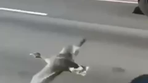 Even the bird joins the freedom convoy