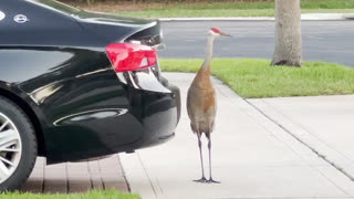 Sandhill Crane vs Chevy Impala