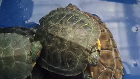 turtle like coin