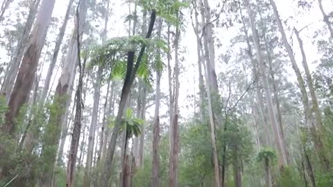 Relaxing Music | Sleeping, Meditation, Stress Relief | [1705] ⭐️