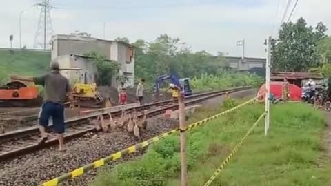 Pasukan bebek di sidoarjo ketabrak kereta api