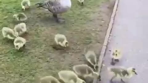 Duck cute Mother and cute baby duck video