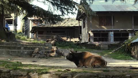 Cows lie in the street of indian village, Himachal Pradesh, Kullu Valley