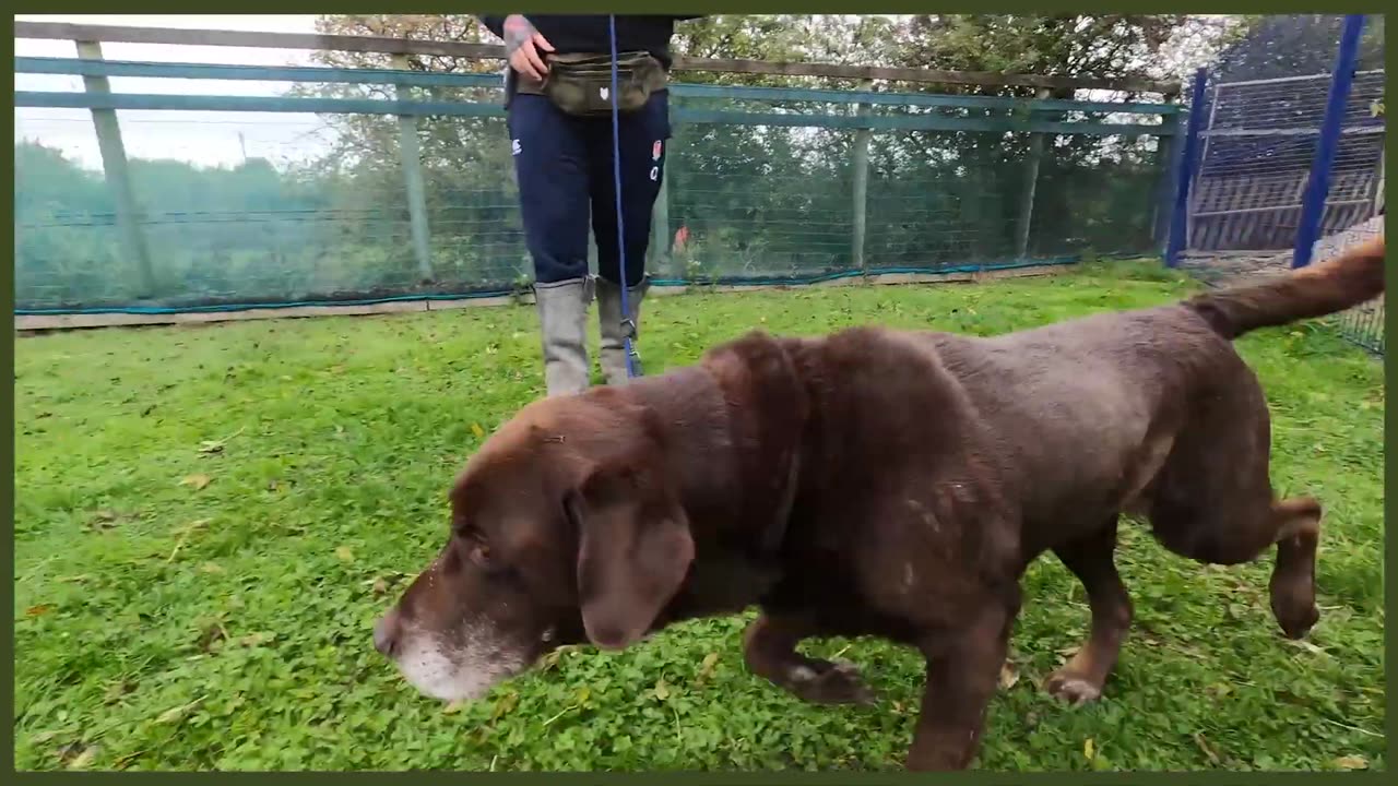 ABANDONED LABRADOR NIGHTMARE ON LEAD