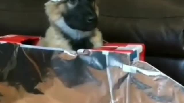 Dog is pilot.