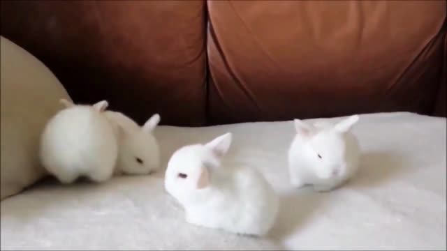 BABY BUNNY BINKY KITTENS playing on beds, Please Don't Pee/Shit - 1