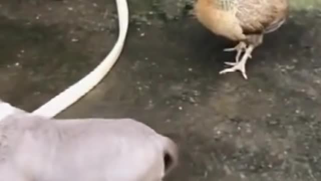 The Chicken VS Dog Fight - Dog Fight