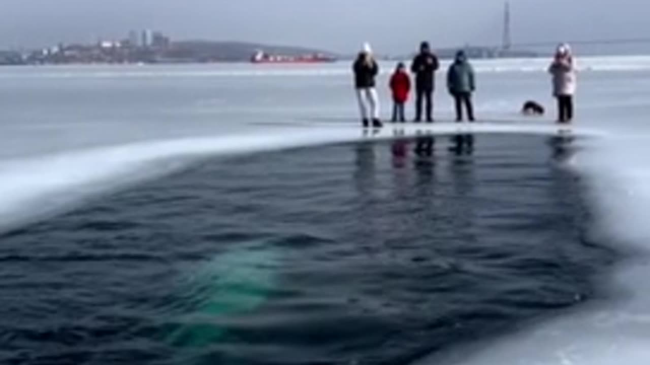 Beluga whales. So cool