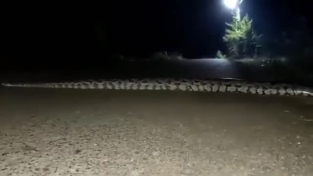 7-meter long giant anaconda