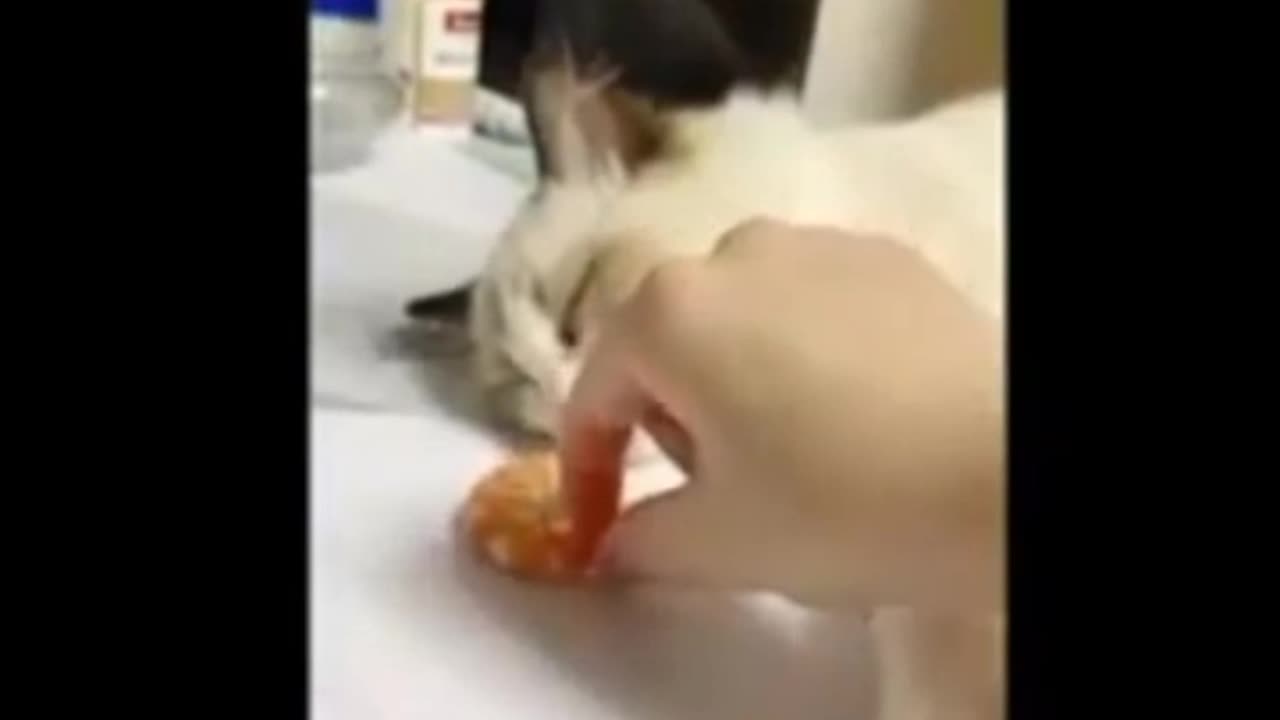 Funny Cat VIDEO