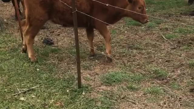 Cow Walks Right Through Barb Wire Fence