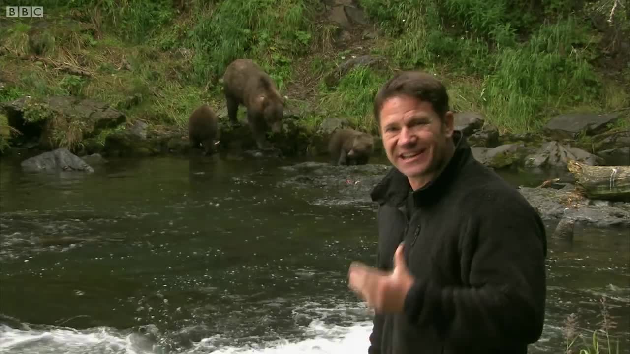 Cute Grizzly Bear Cubs Practice Fishing | Deadly 60 | BBC Earth