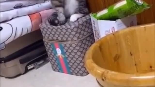 FUNNY ANIMAL #shorts #funny #fun #funnyvideo #tiktok #tiktokvideo