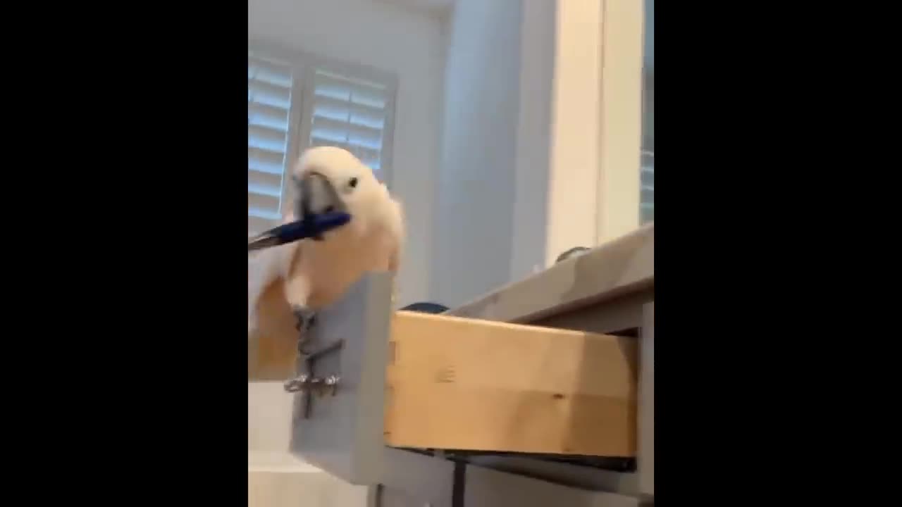 Funny Parrots Going Wild