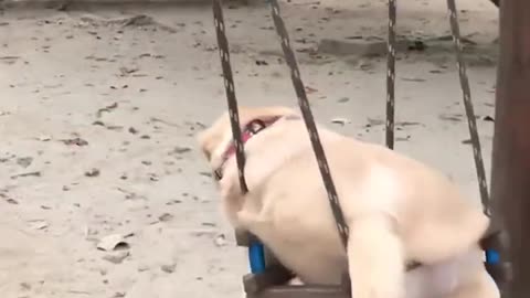 Full video Funny dog 😂 😂 😂