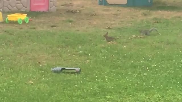 Playtime In The Yard