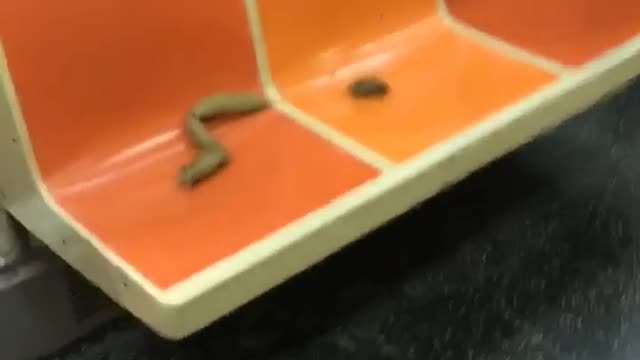 Subway train has pieces of poop on seats