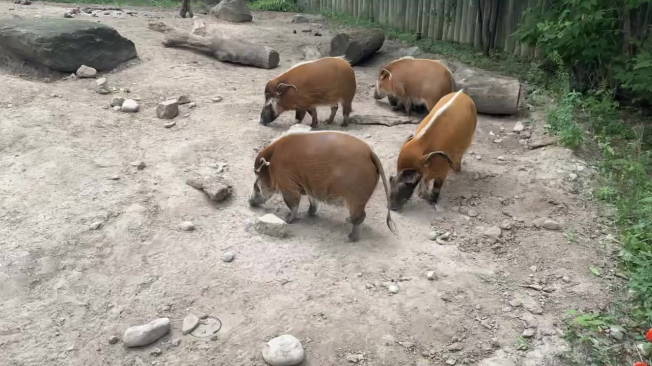 Toronto zoo wild boars