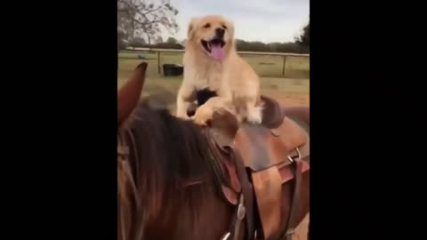 Funny dog riding on a horse