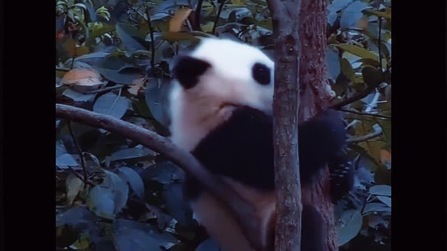 The happy life of pandas