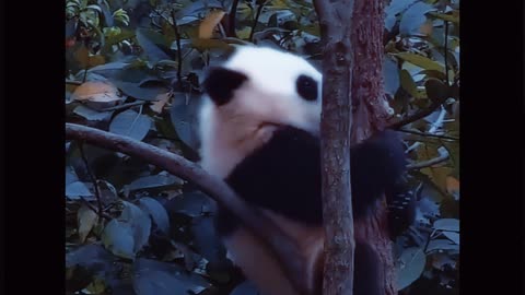 The happy life of pandas