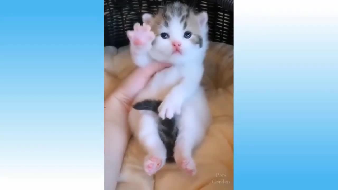 Kitten Lovely Action