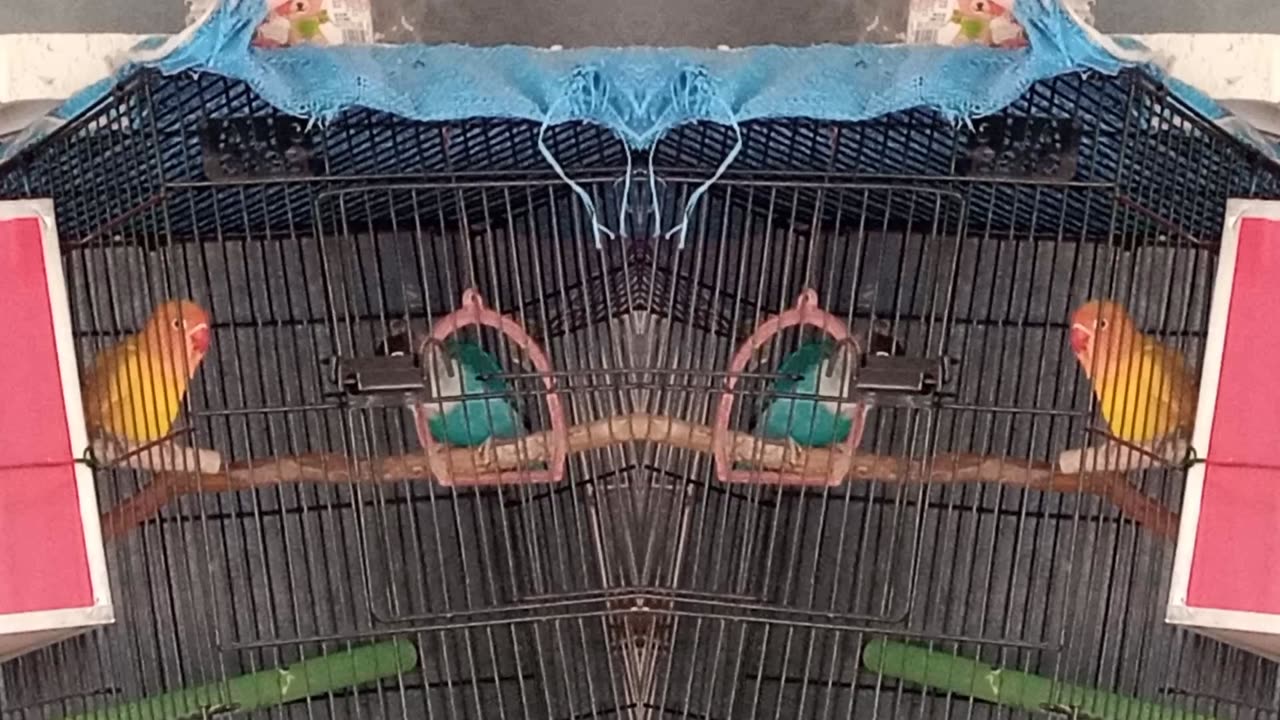 Blue fisher and Latino Pair 🐦🕊️ My love 💖💖 My Love Birds