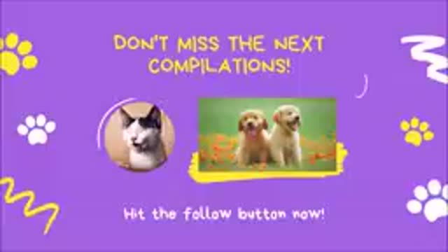 Funny cute cat videos to keep you laughing