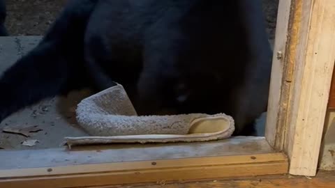 Black Bear Relaxes in Doorway