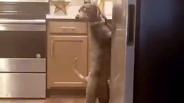 Inteligencia canina.