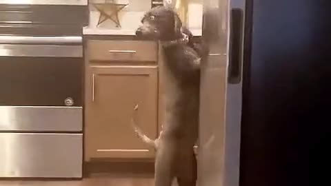 Inteligencia canina.