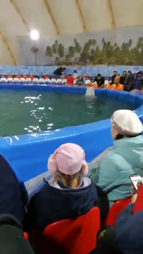 Dolphins in the water park