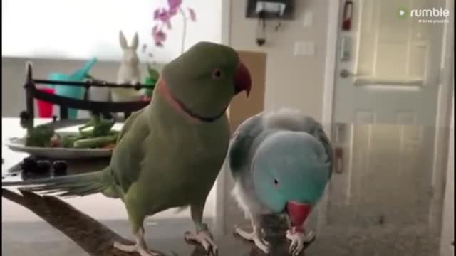 Watch Parrots incredibly talk to one other like humans