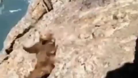 Bear Hit By Rock Then Tumbles