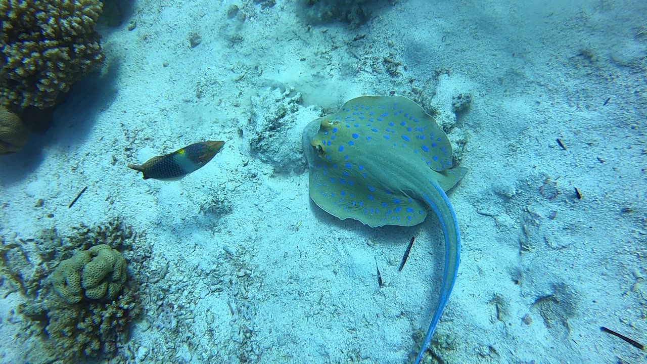 Red Sea SCUBA Blue spotted sting ray