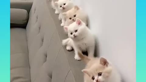 So cute cats fanny beautiful video. Best video.