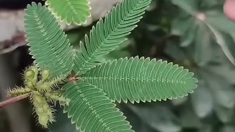 Mimosa Pudica Seed is an EXTREMELY powerful parasite killer